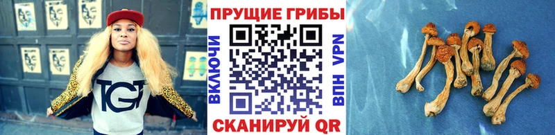 Галлюциногенные грибы Cubensis  mega ONION  Борзя 